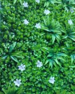 Lot de 5 Gazons Artificiel - Aspect Naturel et Réaliste - Clôture D'intimité Pour Protéger L'intimité De La Maison - Du Balcon et Du Jardin - 50 cm x 50 cm – Image 4